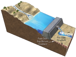 Construction of a dam results in:   A)  an increase in the total amount of water flowing downstream of the dam B)  increased erosion by clear water released from the dam C)  the dam releasing water that contains more sediment than carried by the river before the dam was constructed D)  increased erosion where the stream channel meets the reservoir