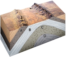 If it contained oil, which layer would most likely produce an oil seep on the surface?   A)  A, a permeable sandstone B)  B, an impermeable shale C)  C, a permeable sandstone D)  D, an impermeable shale