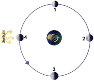 This figure shows the moon at four different positions, representing four different times, as it orbits around Earth. At which position would there be a full moon as seen from Earth?   A)  1 B)  2 C)  3 D)  4