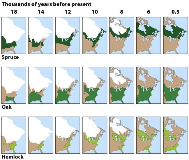    (Figure 22.27) What caused changing tree distributions seen in the figure? As global warming increases temperatures, what can be expected to happen to tree distributions of spruce, hemlock, and oak?