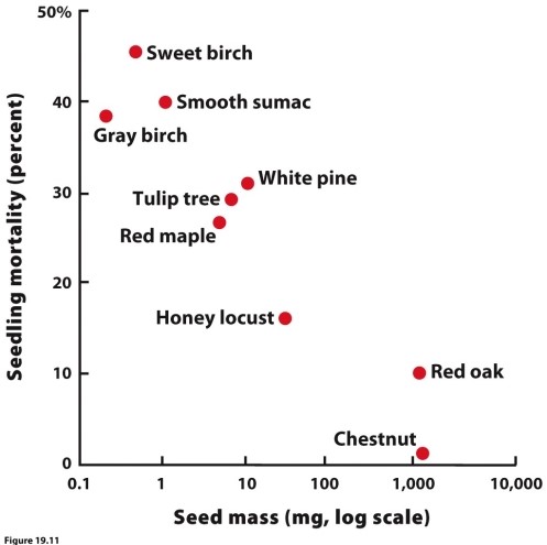   (Figure 19.11)  Given the results in the figure, what might prevent a tree with large seeds, like a chestnut, from establishing in a forest with high densities of sweet birch seeds, an early-succession species? A)  The sweet birch seeds would germinate and grow faster, crowding out the chestnut saplings. B)  A chestnut seed would never be transported a large distance to the sweet birch forest. C)  Sweet birch seedlings exude chemicals that block the germination of chestnut seeds. D)  Chestnut seeds, being large, are more likely to be attacked by insects than sweet birch seeds.
