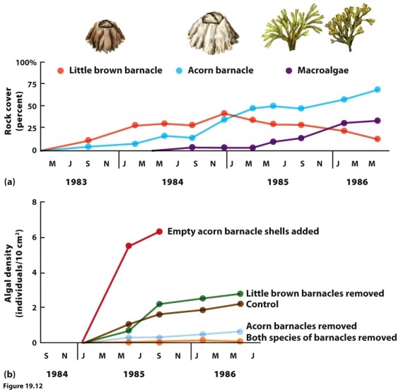   (Figure 9.12)  In the experiment associated with the figure, acorn barnacles facilitate the growth of algae. If you removed both acorn barnacles and the limpet predators of algae, what would you be likely to observe over time? A)  a dense carpet of little brown barnacles only B)  a carpet of little brown barnacles followed by algal growth C)  no colonization of any organisms D)  a dense carpet of algae only