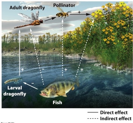   -The presence of fish has a positive effect on shoreline flowering plants. Which lines in the diagram reflect a negative direct effect? A)  fish → adult dragonfly B)  fish → pollinator C)  fish → larval dragonfly D)  adult dragonfly → plants