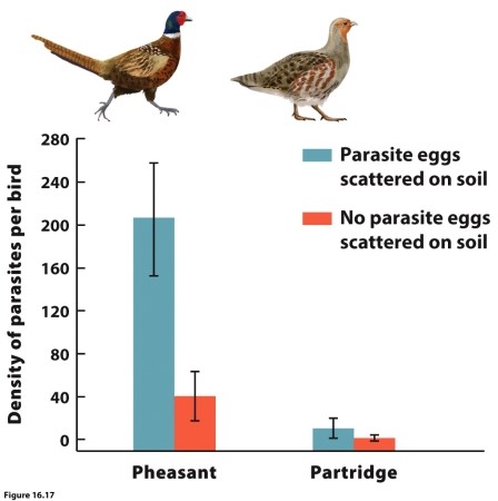   (Figure 16.17) In the study of the grey partridge and ring-necked pheasant in the United Kingdom, researchers found that grey partridges were declining. A parasitic nematode seemed to negatively affect partridges. The pheasants that carried the parasites were not negatively affected. Researchers performed an experiment in which they allowed both species to feed in one of two enclosures: enclosures with parasite eggs scattered on the floor or enclosures without parasite eggs. The results are shown in the nearby figure. What did the researchers conclude? Was competition occurring, and if so what type?
