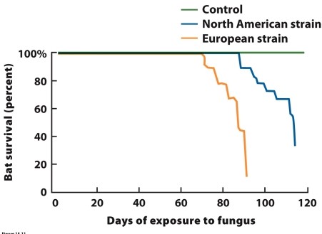    (Figure 15.11) The graph shows survival rates for North American populations of the little brown bat (Myotis lucifugus) after exposure to either a North American or European strain of white-nose fungus (Geomyces destructans). What did researchers conclude about the two strains?