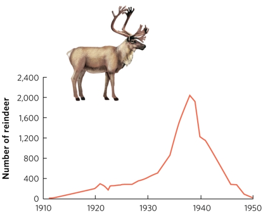  A herd of 25 caribou was introduced to St. Paul Island in 1911. The line shows the number of caribou on the island. Which describe(s)  the entire figure correctly? I. The pattern fits the exponential model of population growth. II. The population experienced an overshoot. III. The population experienced a die-off. A)  I only B)  II only C)  III only D)  II and III only E)  I, II, and III 