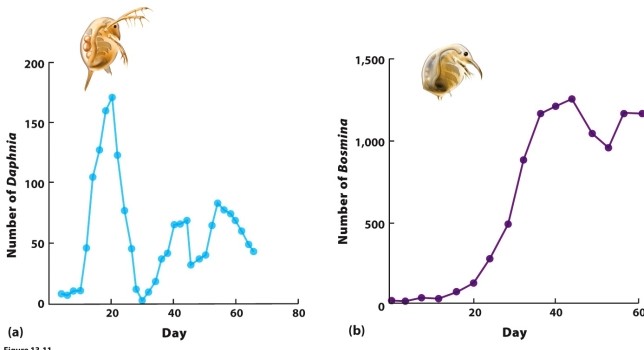 .   Which of the following is MOST likely to explain why Daphnia exhibits greater oscillations in population size than Bosmina? A)  Daphnia exhibits delayed density dependence; Bosmina does not. B)  Bosmina exhibits delayed density dependence; Daphnia does not. C)  Daphnia's carrying capacity is higher than Bosmina's. D)  Daphnia's carrying capacity is lower than Bosmina's.