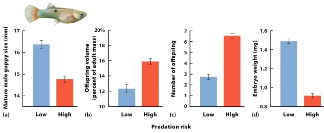Use this figure to answer questions 21 to 23.    -Which variable has the smallest proportional difference among the low and high levels of predation risk? A)  mature male guppy size B)  offspring volume (percent of adult mass)  C)  number of offspring D)  embryo weight