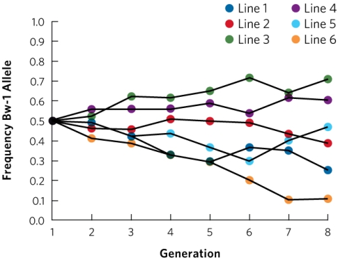    You conduct an experiment in which you raise six replicated lines of fruit flies for eight generations. You keep population size constant at 20 adults per generation. You are interested in a gene, bw, that affects eye colour. This gene has two alleles, bw-1 and bw-2. You start each replicated line with the frequency of the bw-1 allele at 50%. Do the data in the graph better match the prediction for the bw alleles evolving by genetic drift or by directional selection? Be sure to define directional selection and genetic drift and describe the prediction of both hypotheses.