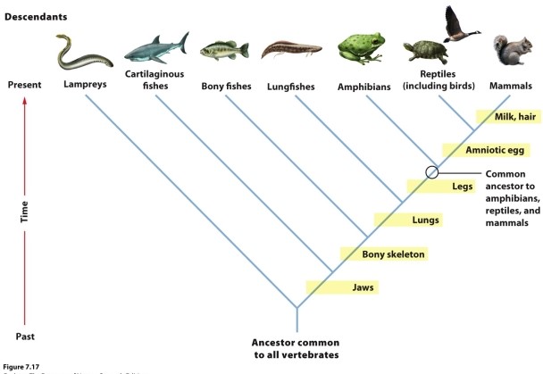 Use the following figure to answer questions 46 and 47.    -Based on the phylogeny in the figure, which traits are shared by bony fishes and amphibians? A)  jaws and lungs B)  bony skeleton and lungs C)  jaws and bony skeleton D)  legs and lungs