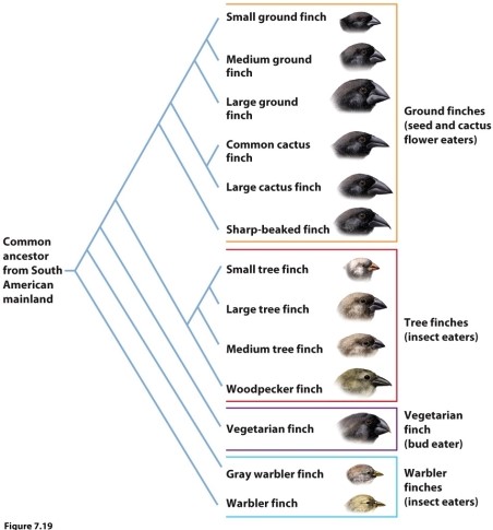   Based on the phylogeny of the Galapagos finches, which statement is correct? A)  Eating insects is a key innovation. B)  The ancestor of the small tree finch and large tree finch probably ate insects. C)  The ancestor of the large cactus finch and common cactus finch likely ate insects. D)  The small tree finch is most closely related to the sharp-beaked finch.