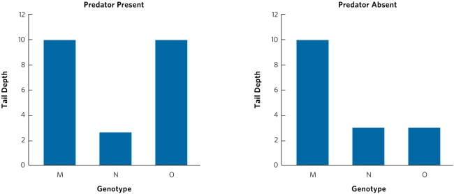 Use the following graphs and information to answer questions 13, 14, and 15. This figure shows the tail shape developed by three tadpole genotypes (M, N, and O) , when raised in an environment with predators and an environment without predators. In the presence of predators, tadpoles with large tails have high fitness and tadpoles with small tails have low fitness. When predators are not present, tadpoles with large tails have low fitness and tadpoles with small tails have high fitness.    -Which genotype(s)  exhibit(s)  phenotypic plasticity in response to predators? A)  M only B)  N only C)  O only D)  both M and N E)  both N and O