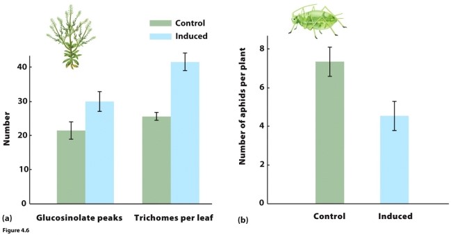   Consider the nearby figure, which shows how Virginia pepperweed responds to herbivores. Which of the following conclusions can we make solely using the data shown? I. Plants increased glucosinolate production when aphids were present. II. Plants with more glucosinolate and trichomes had fewer aphids. III. Producing glucosinolate and trichomes reduced plant fitness when aphids were absent. A)  I only B)  II only C)  III only D)  I and II only E)  I, II, and III 