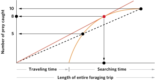   -Based on the central-place foraging theory and the nearby figure, identify the optimal number of prey for a forager to catch. In the figure the orange line indicates the optimal rate of prey capture. A)  5 prey B)  8 prey C)  10 prey D)  5, 8, and 10 prey are equally optimal