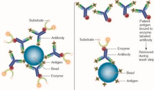 In the following two reactions, the test tube is washed and centrifuged and only the reaction on the beads stays in the tube. The reaction on the right    A) includes the addition of the patient antigen and results in increased color B) includes the patient antigen and results in decreased color C) is a heterogeneous assay D) makes this a capture assay