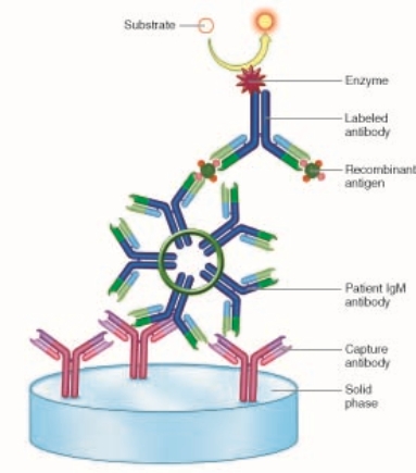The best name for the assay in the figure below would be    A) a capture enzyme immunoassay B) a double capture enzyme immunoassay C) a direct enzyme immunoassay D) an indirect enzyme immunoassay