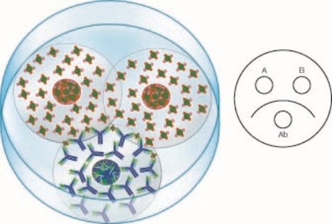   The antigen in well A is  A) the same as the antigen in well B B) not at all like the antigen in well B C) partially the same as the antigen in well B D) the same as the antigen in well B but has an extra antigen in the well