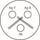   The Ouchterlony in the figure shows  A) a line of nonidentity and a line of partial identity B) two lines of full identity C) two antigens in Ag X that are not the same as two ags in Ag Y D) two antigens in Ag Y that are not the same as the one antigen visible in antigen y