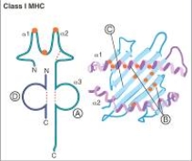For each region of a class I MHC molecule listed in questions,match the lettered label (A-D)from the diagram shown below.    -Polymorphic region 