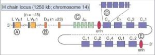 The figure depicts the germline organization of gene segments of the Ig heavy chain locus on chromosome 14.Choose the lettered label on the figure (A-E)that best matches the description in questions    -A type of gene segment involved in somatic recombination events in Ig heavy chain and light chain as well as TCR a and b chain gene loci 