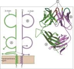 For each component of a T cell receptor listed in questions ,match the lettered region (A-C)shown in the figure.    -Complementarity-determining regions 