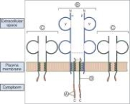 For each component of a T cell receptor complex listed in questions match the lettered item (A-D)shown in the figure.    -Antigen-binding region 