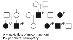 The accompanying hypothetical pedigree is for a family where some members have symptoms of Leigh syndrome, which is caused by an mtDNA mutation that reduces ATPase activity.   Which of the following in the youngest generation might transmit the condition in the future? A) any of the women B) any of those affected C) any of the members of this generation D) only those with an affected mother E) any of the affected women