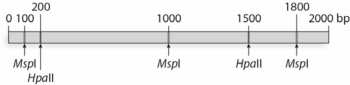 For the following gene, MspI and HpaII restriction sites and their positions are indicated here. Recall that HpaII is methylation sensitive, while MspI is not.   If this gene is being actively transcribed, how many fragments would you expect from this restriction digest? A) 1 B) 3 C) 4 D) 5 E) 6