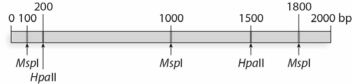 For the following gene, MspI and HpaII restriction sites and their positions are indicated here. Recall that HpaII is methylation sensitive, while MspI is not.   If this gene is methylated, which of the following combinations of DNA fragments would you expect from this restriction digest? A) 5 bands = 100 bp, 200 bp, 1000 bp, 1500 bp, and 1800 bp. B) 4 bands = 100 bp, 200 bp, 800 bp, and 900 bp. C) 3 bands = 200 bp, 500 bp, and 1300 bp. D) 1 band = 2000 bp. E) No bands = DNA will be completely digested.