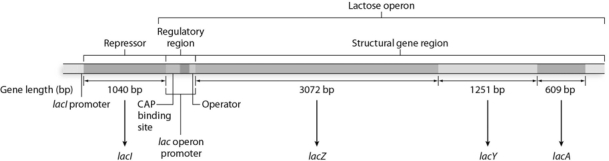 What is the purpose of the lac operon, and under what circumstances is it activated? Describe the structure of the lac operon, including the repressor protein, structural genes, and regulatory regions of the operon. What is the role of catabolite repression in the lac operon?  
