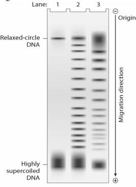 You have isolated DNA from actively replicating cells. Where would you expect to find this DNA on a gel?   A) DNA would be highly supercoiled and would be found in the band seen in the positive pole (bottom) of Lane 1. B) DNA would be predominantly relaxed and would be found in the band seen in the positive pole (bottom) of Lane 1. C) DNA would be highly supercoiled and would be found in the band seen in the negative pole (top) of Lane 1. D) DNA would be predominantly relaxed and would be found in the band seen in the negative pole (top) of Lane 1. E) DNA would be both relaxed and supercoiled, so it would appear in a pattern similar to Lane 2.