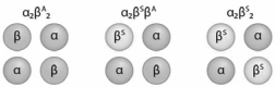 Sickle cell is a codominant disease, meaning that heterozygotes exhibit an intermediate blood cell phenotype (a mixture of normal and sickle cells) due to the blend of hemoglobin tetramers in each red blood cell. Which of the following tetramer structures would you expect to find in a carrier of SCD?   A) α<sub>2</sub>β<sup>A</sup><sub>2</sub> B) α<sub>2</sub>β<sup>S</sup>β<sup>A</sup> C) α<sub>2</sub>β<sup>S</sup><sub>2</sub> D) α<sub>2</sub>β<sup>A</sup><sub>2</sub> and α<sub>2</sub>β<sup>S</sup>β<sup>A</sup> E) α<sub>2</sub>β<sup>A</sup><sub>2</sub> and α<sub>2</sub>β<sup>S</sup>β<sup>A</sup> and α<sub>2</sub>β<sup>S</sup><sub>2</sub>
