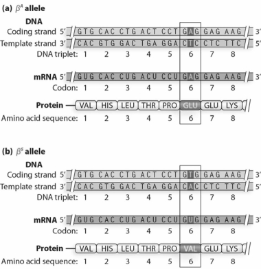 At a biological level, β<sup>A</sup>β<sup>S</sup> heterozygotes suffer fewer cases of malaria than β<sup>A</sup>β<sup>A</sup> homozygotes, and when they do get malaria, their disease is less severe. What is the biological explanation for the heterozygous advantage?   A) The β<sup>A</sup>β<sup>A</sup> homozygotes have a shortened average life span of their red blood cells, and the shorter RBC life spans interrupt the developmental cycle of Plasmodium larvae by causing the parasites to mature and reproduce rapidly. B) The β<sup>A</sup>β<sup>S</sup> heterozygotes have a shortened average life span of their red blood cells, and the shorter RBC life spans interrupt the developmental cycle of Plasmodium larvae by preventing many of the immature parasites from reaching maturity. C) The sickle-cell shape of the RBCs in β<sup>A</sup>β<sup>S</sup> heterozygotes causes the Plasmodium larvae to become stuck in the RBC aggregates, which prevents reproduction. D) The anemia associated with SCD makes the β<sup>A</sup>β<sup>S</sup> heterozygotes less attractive to mosquitoes, so they experience fewer mosquito bites and less opportunity for infection by Plasmodium larvae. E) The β<sup>A</sup>β<sup>S</sup> heterozygotes are bitten by mosquitoes less frequently, and when they are infected, the sickle-cell shape of the RBCs in β<sup>A</sup>β<sup>S</sup> heterozygotes causes the Plasmodium larvae to become stuck in the RBC aggregates, which prevents reproduction.