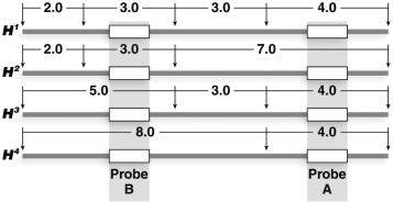 Two probes, A and B, hybridize very near each other in a region of DNA that contains RFLPs when digested with HindIII. The four maps show the location and intervening distances of the HindIII restriction sites and the binding locations of probes A and B. The maps show alleles H<sup>1</sup>-H<sup>4</sup> present in a population. What band(s) is/are seen in Southern blot analysis of a H<sup>2</sup>H<sup>3</sup> heterozygote using probe B?   A) 3 kb and 5 kb B) 3 kb and 8 kb C) 3kb, 2kb, and 8 kb D) 5 kb and 8 kb E) 2 kb, 3 kb, and 5 kb