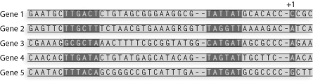What is the consensus sequence for the Pribnow box from these sequences?   A) TTGATA B) TATGAT C) TATTAT D) ACCA E) TAGTAT