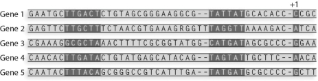 What is the -35 consensus sequence for the following sequences?   A) TTGATA B) TATGAT C) TATTAT D) ACAA E) TAGTAT