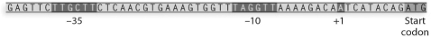 In the following prokaryotic DNA sequence, label the highlighted regions.   Using the prokaryotic DNA sequence above, describe the relationship between the highlighted regions and how mutations in each region may affect gene expression.