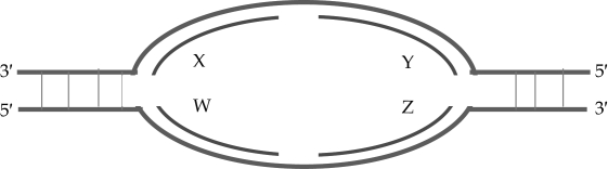 Based on the following replication bubble, which of these statements is true?   A) X and Y are leading strands, W and Z are lagging strands B) X and Z are leading strands, W and Y are lagging strands C) X and W are leading strands, Y and Z are lagging strands D) W and Z are leading strands, X and Y are lagging strands E) W and Y are leading strands, X and Z are lagging strands