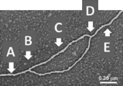 Which arrow(s) point(s) to the location of helicase in the diagram shown?   A) A B) B C) C D) A and E E) B and D