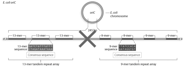 Describe the function of the oriC. What do you predict will happen to the cell if 100 bp between the 13-mer and 9-mer sequence is deleted as indicated in the figure?  