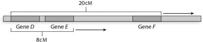 Refer to this map to answer the questions:   a)What is the distance between gene E and gene F? b)Assuming I = 0, what is the probability of no crossovers between gene D and gene E? c)Assuming I = 0, what is the probability of no crossovers between gene E and gene F? d)Considering both gene pairs, what is the proportion of nonrecombinant gametes? e)What is the predicted frequency of each parental gamete (DEF/def )? f)What is the recombination frequency between gene D and gene E? g)What is the recombination frequency between gene E and gene F? h)What is the frequency of two single recombinant gametes between genes D and E? i)What is the frequency of two single recombinant gametes between genes E and F? j)What is the frequency of each of the double-recombinant gametes, DeF and dEf? k)Fill in the blanks below to prove that the sum of the frequencies of the eight predicted gamete genotypes is equal to 1.0: _______ + _______ + _______ + _______ + _______ + _______ + _______ + _______ = 1 DEF def Def dEF DEf deF DeF dEf