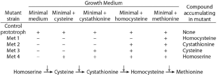 <strong>In the biosynthetic pathway for conversion from homoserine to methionine, you identify a Neurospora crassa double mutant Met1/Met2. This mutant will grow only if which supplement(s)are added to the minimal media?  </strong> A)homoserine only B)cysteine only C)homocysteine only D)cystathionine and homocysteine E)methionine only <div style=padding-top: 35px> 