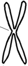 <strong>The accompanying figure represents a chromosome at metaphase of mitosis. How many DNA molecules are present in this chromosome? </strong> A)one B)two C)four D)more than four E)impossible to determine