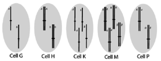 Which of the following cells could be created from a mitotic division but would not be created during a normal meiosis?   A) Cell G B) Cell H C) Cell K D) Cell M E) Cell P
