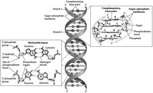 DNA strands can be pulled apart by adding heat and  melting  the double-stranded DNA. The temperature required to melt a region of DNA changes based on the base-pair composition. Based on the structure of the A-T and C-G bonds in the accompanying figure, which bonds would require more energy (heat)to break them? How might this help you predict which regions of the DNA helix may be the most stable and harder to break apart?  