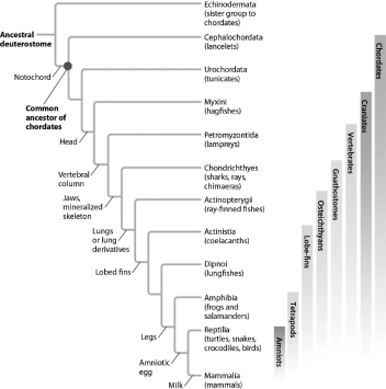 Based on molecular evidence, the ancestor of snakes had legs. How might you explain the loss of legs in modern snakes?  