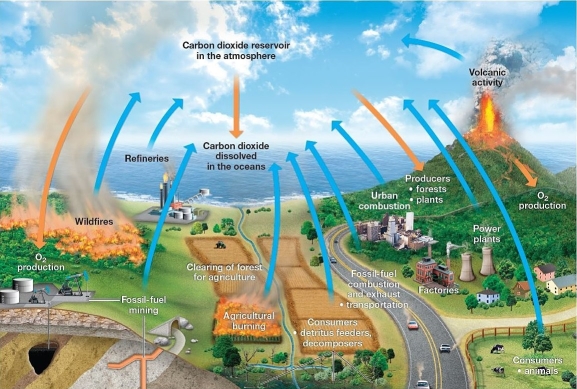  The carbon and oxygen cycles  Which of the following is not a source of release of CO<sub>2 </sub>to the atmosphere? A) plant and animal respiration B) burning of grasslands and forests C) fossil fuel combustion D) photosynthesis E) volcanic activity
