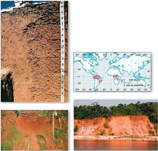 <strong> These mature soils are found in the tropics.</strong> A)Oxisols B)Mollisols C)Aridisols D)Andisols E)Gelisols