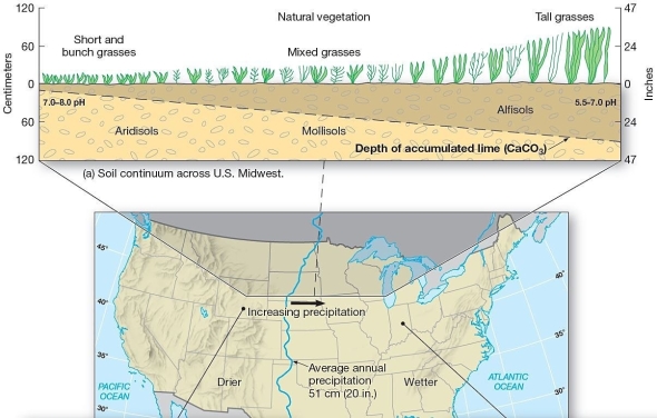 <strong> In a west to east transect across the 98th meridian in the United States,which of the following is the correct sequence of soil orders?</strong> A)Alfisols,Aridisols,Ultisols B)Aridisols,Oxisols,Mollisols C)Aridisols,Mollisols,Alfisols D)Alfisols,Mollisols,Ultilsols E)Spodosols,Entisols,Gelisols