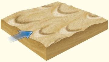   _____dunes form with their tips pointing downwind,usually in areas with limited sand supply and little to no vegetation. A) Linear B) Barchan C) Longitudinal D) Transverse E) Parabolic